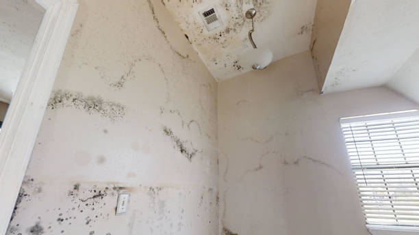 Professional Mold Removal in Tennille, GA