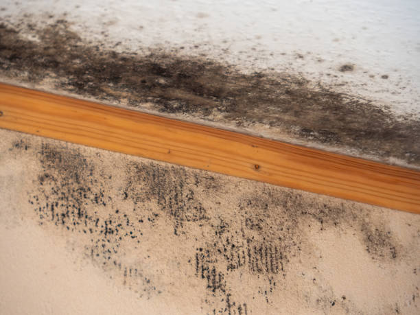 Best Commercial Mold Inspection  in Tennille, GA