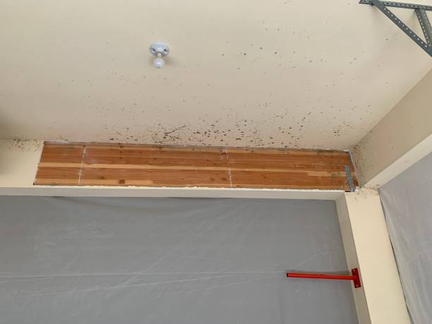 Best Residential Mold Inspection & Testing  in Tennille, GA
