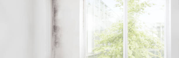 Best Attic Mold Removal  in Tennille, GA